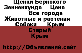 Щенки Бернского Зенненхунда  › Цена ­ 40 000 - Все города Животные и растения » Собаки   . Крым,Старый Крым